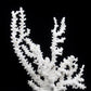Octopus Coral 14-18"