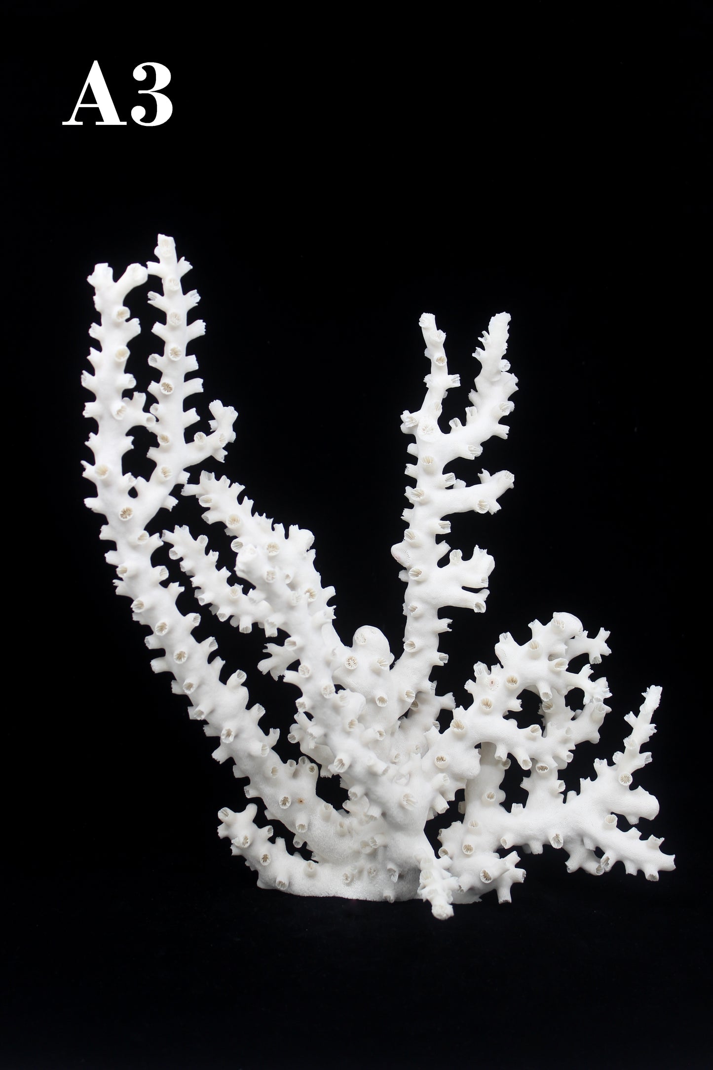 Octopus Coral 14-18"