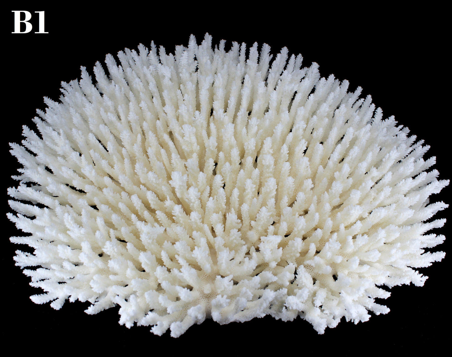 Table Coral 15-18"