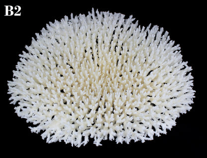 Table Coral 15-18"