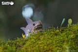EUGY Sea