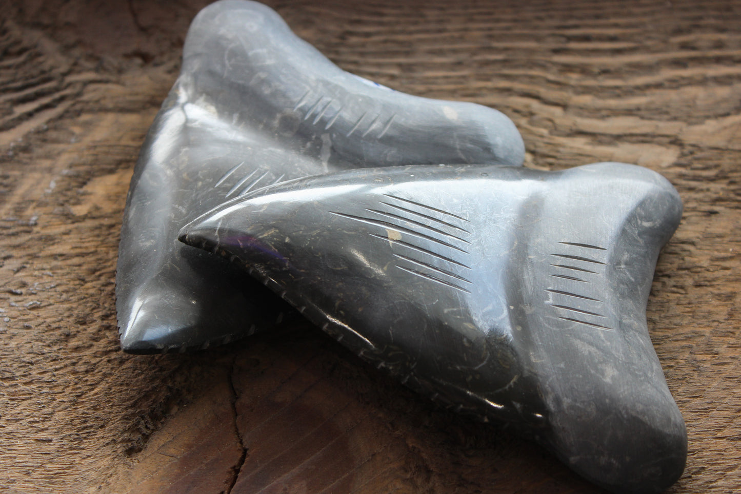 4'' Marble Megalodon Tooth