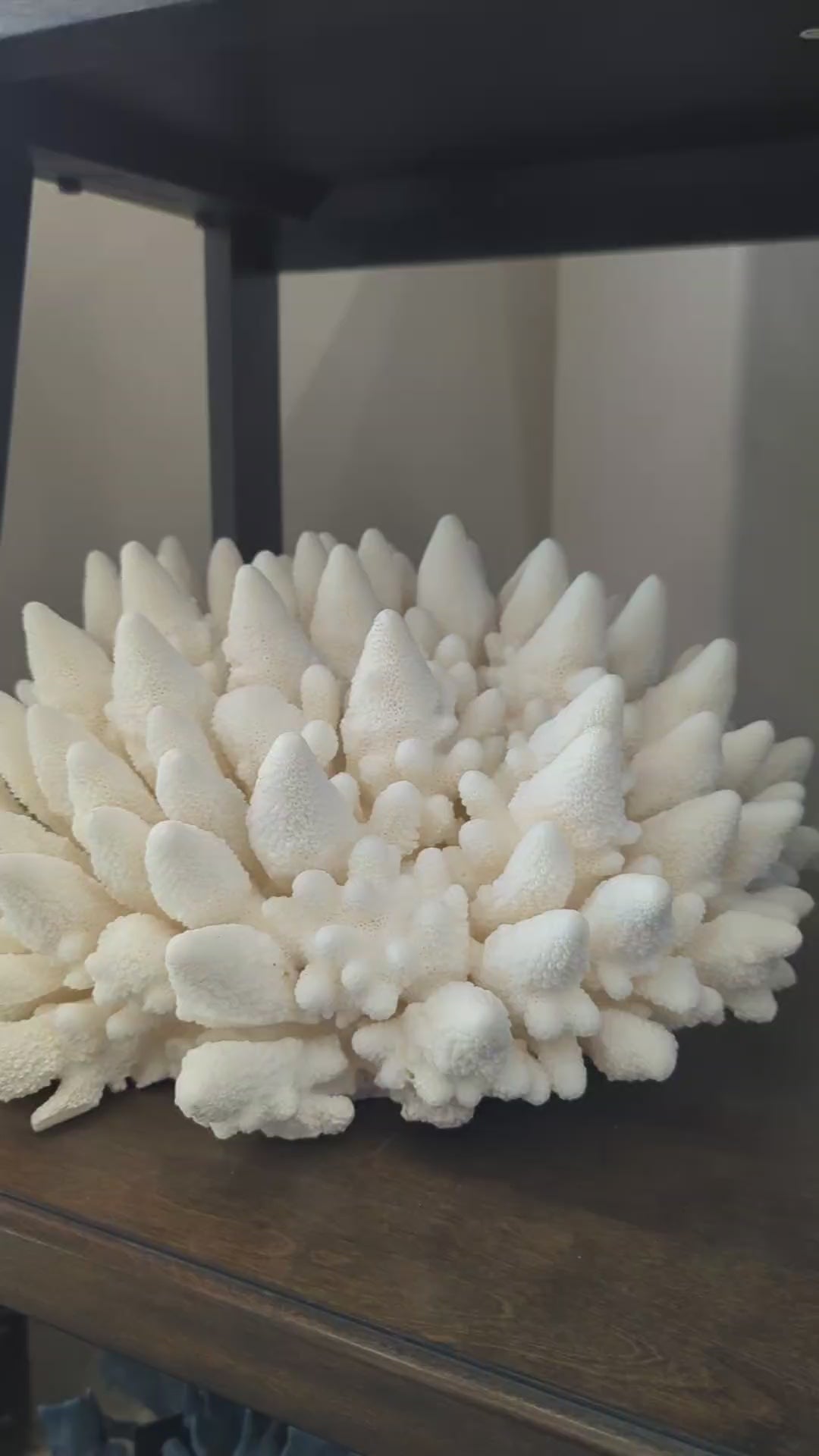 Finger Coral 14-18"