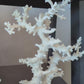 Octopus Coral 14-18"