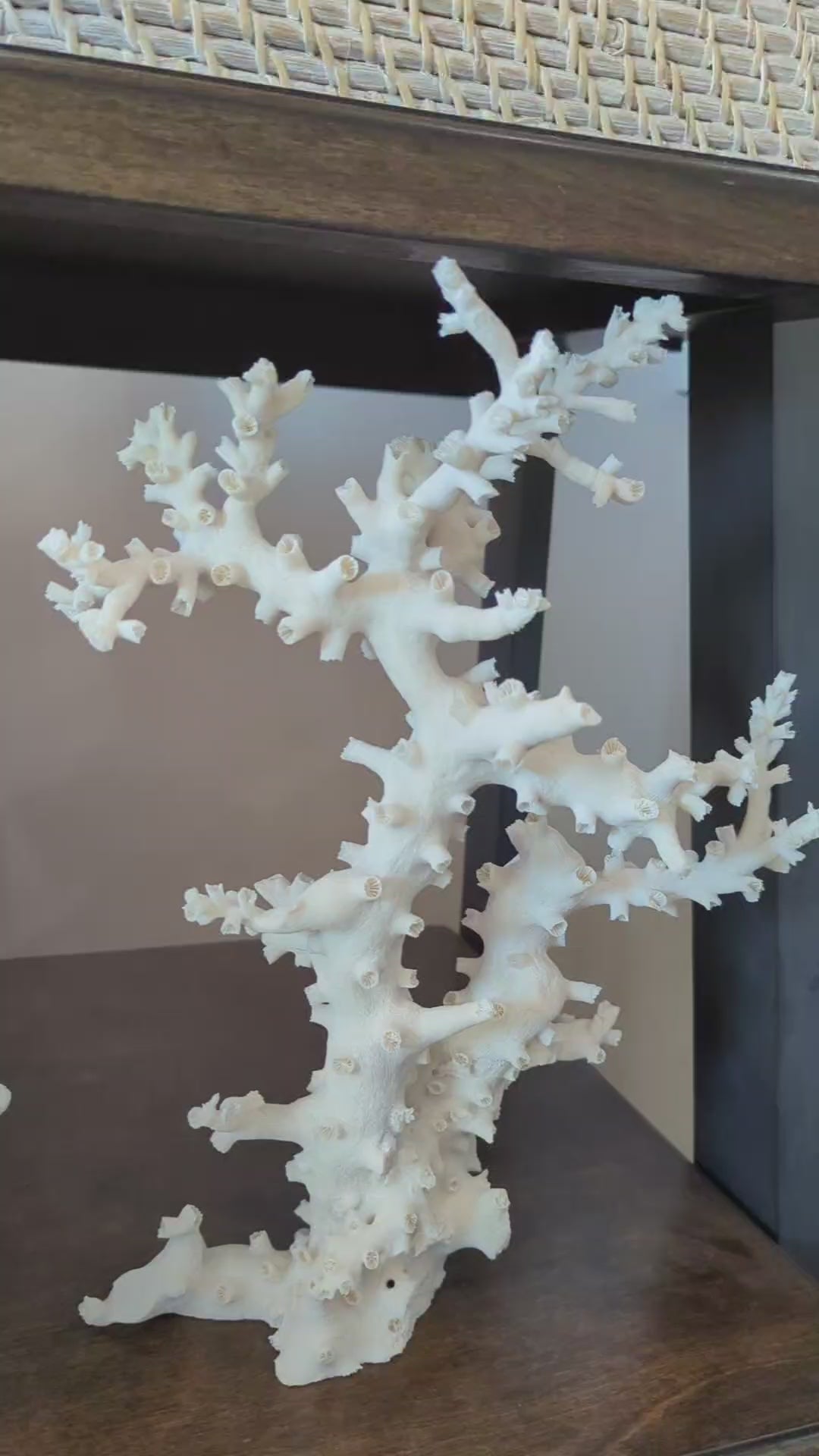 Octopus Coral 14-18"