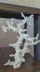 Octopus Coral 14-18"