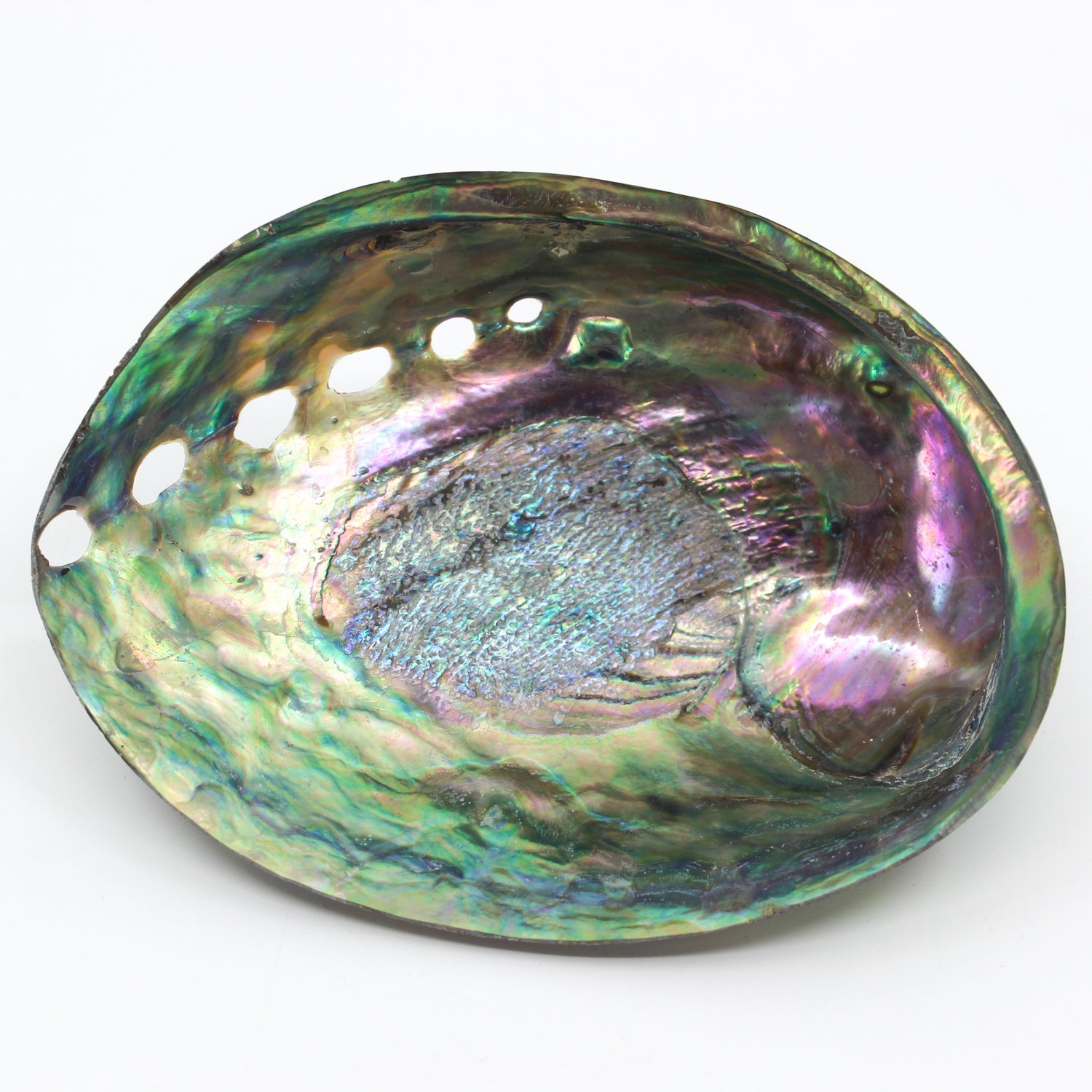 Paua Abalone Polished 4.5-5"