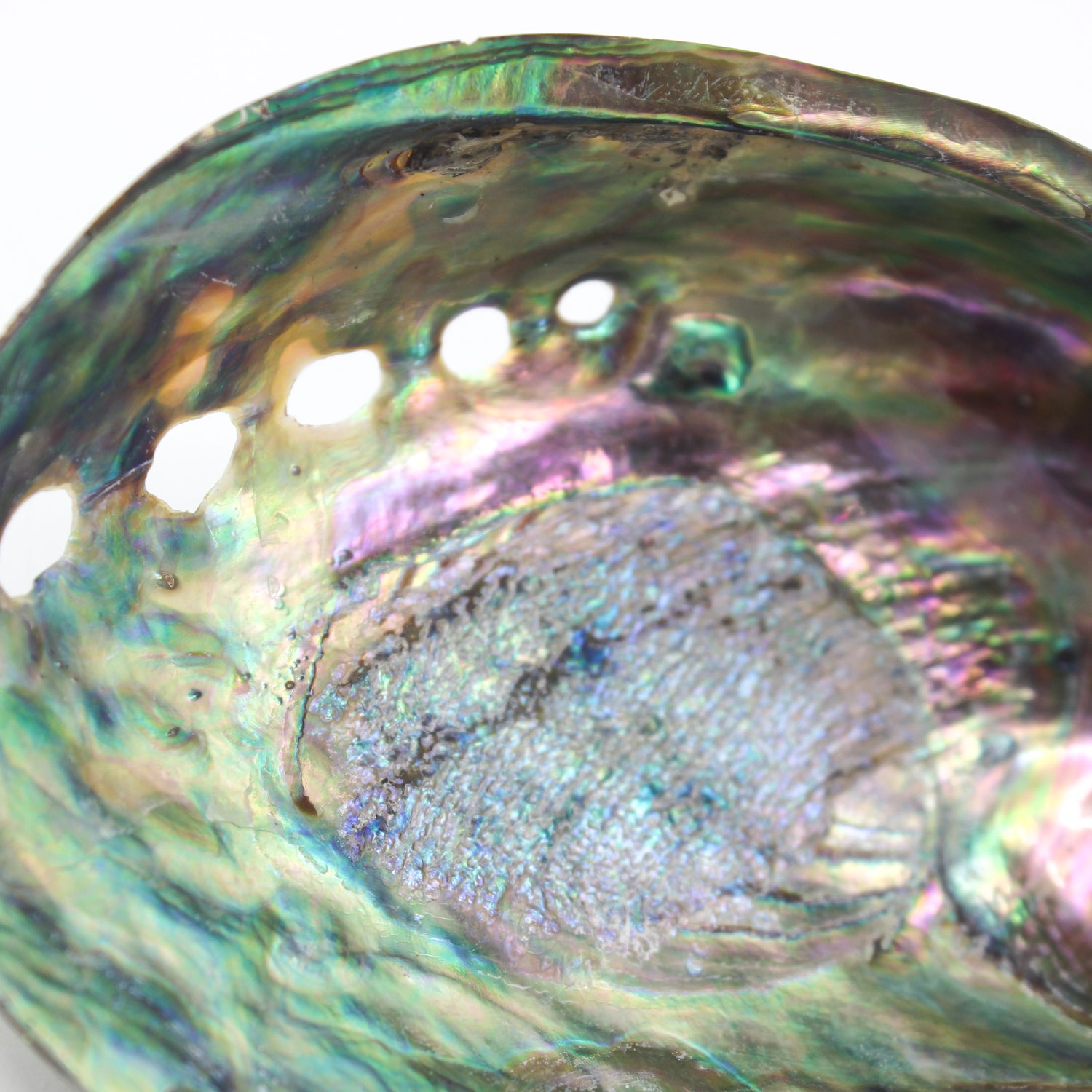 Paua Abalone Polished 4.5-5"