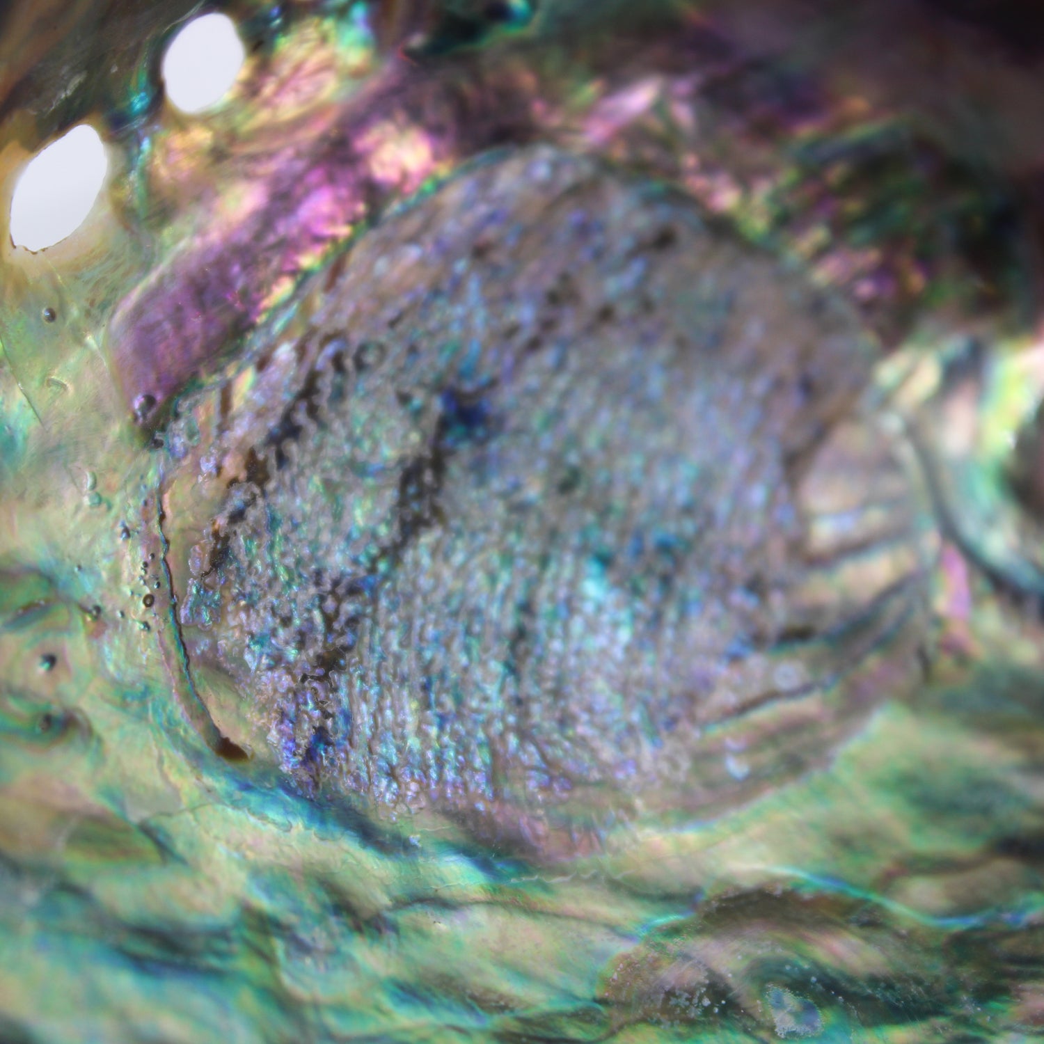 Paua Abalone Polished 4.5-5"
