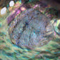 Paua Abalone Polished 4.5-5"