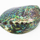 Paua Abalone Polished 4.5-5"