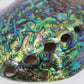 Paua Abalone Polished 4.5-5"