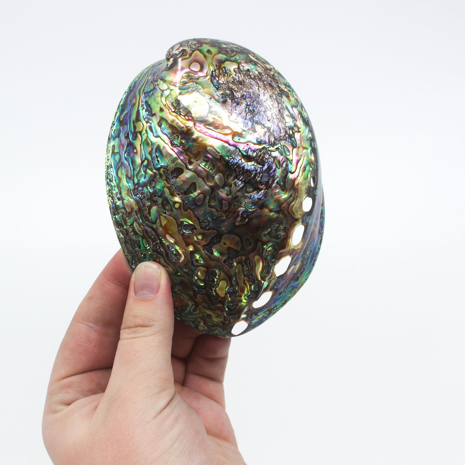 Paua Abalone Polished 4.5-5"