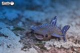 EUGY Sea