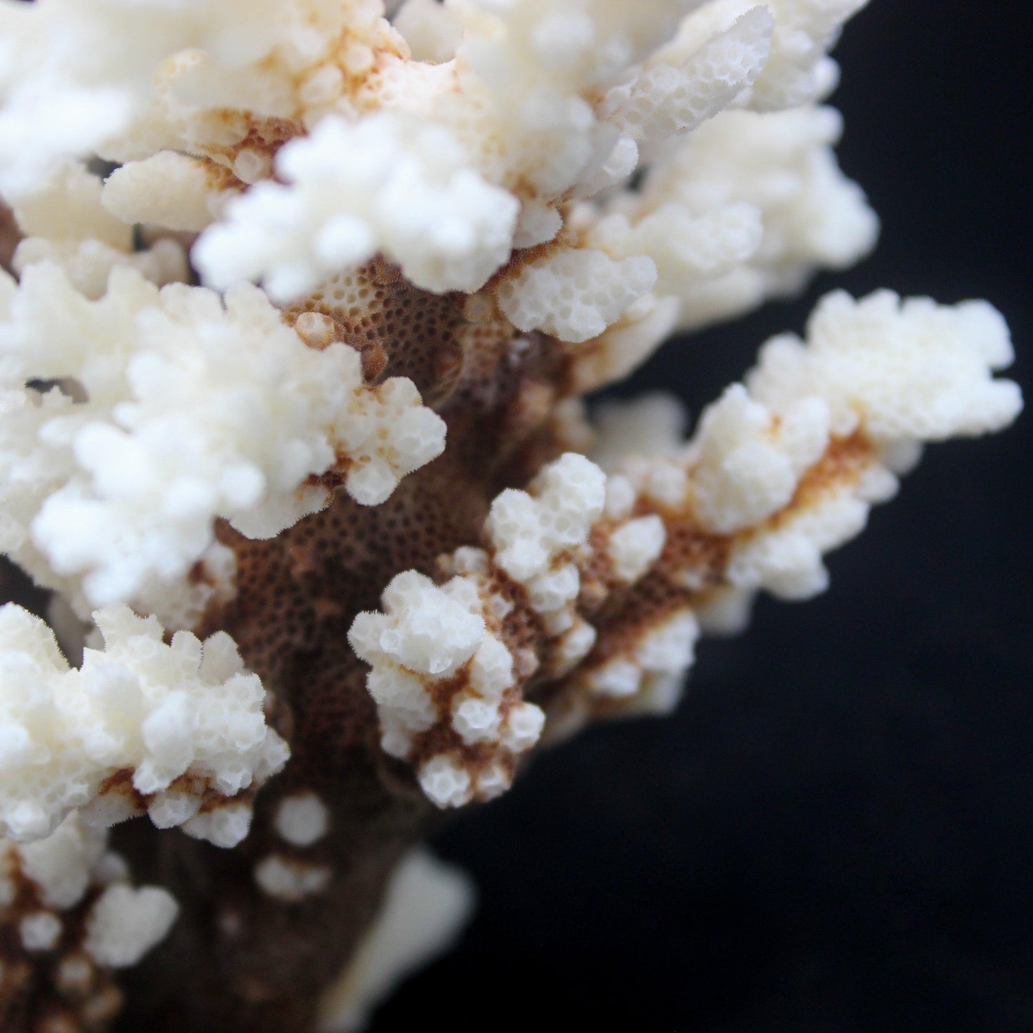 Brownstem Coral 5-7"