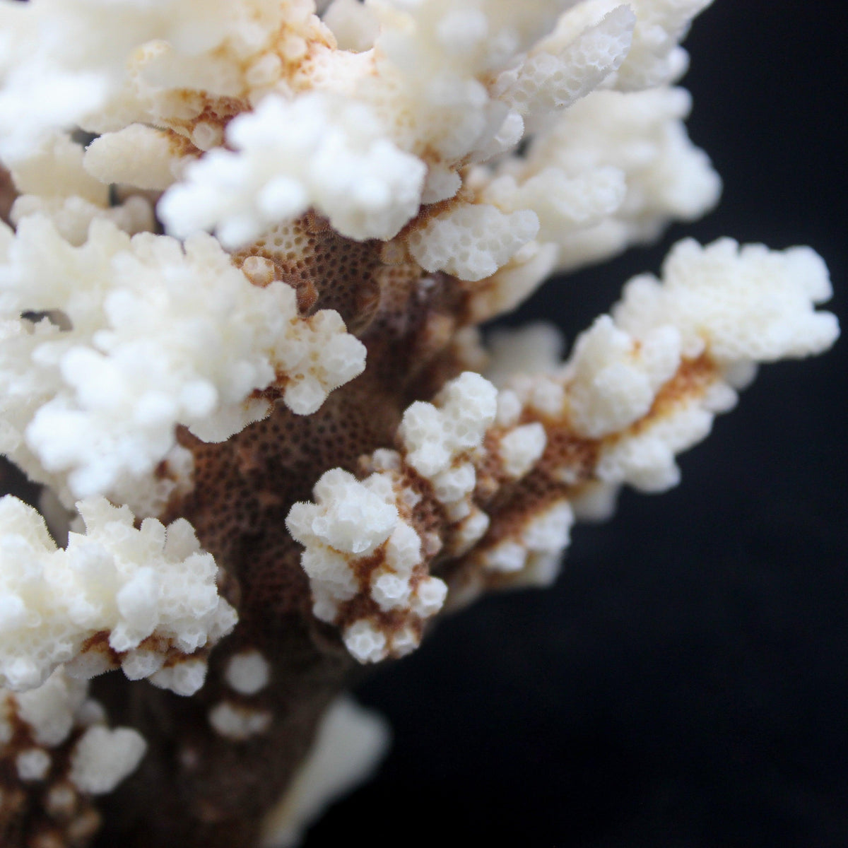 Brownstem Coral 5-7"