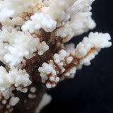 Brownstem Coral 5-7"