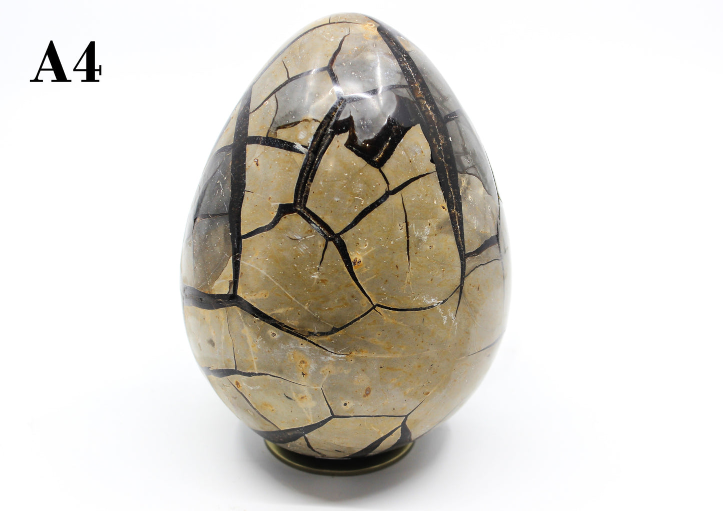 Septarian Dragon Egg 6-7"