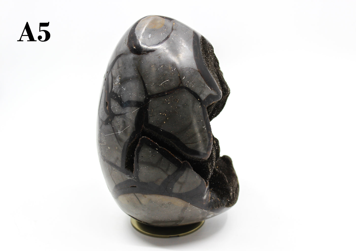 Septarian Dragon Egg 6-7"