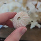 Pink Urchin