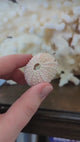 Pink Urchin