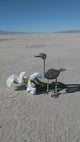 Small Kenyan Recycled Wire Curlicue Ostrich