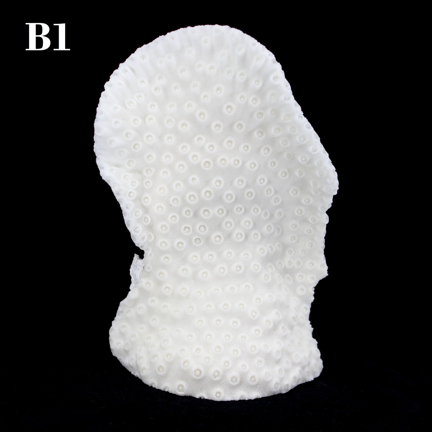Cup Black Coral 7-10"