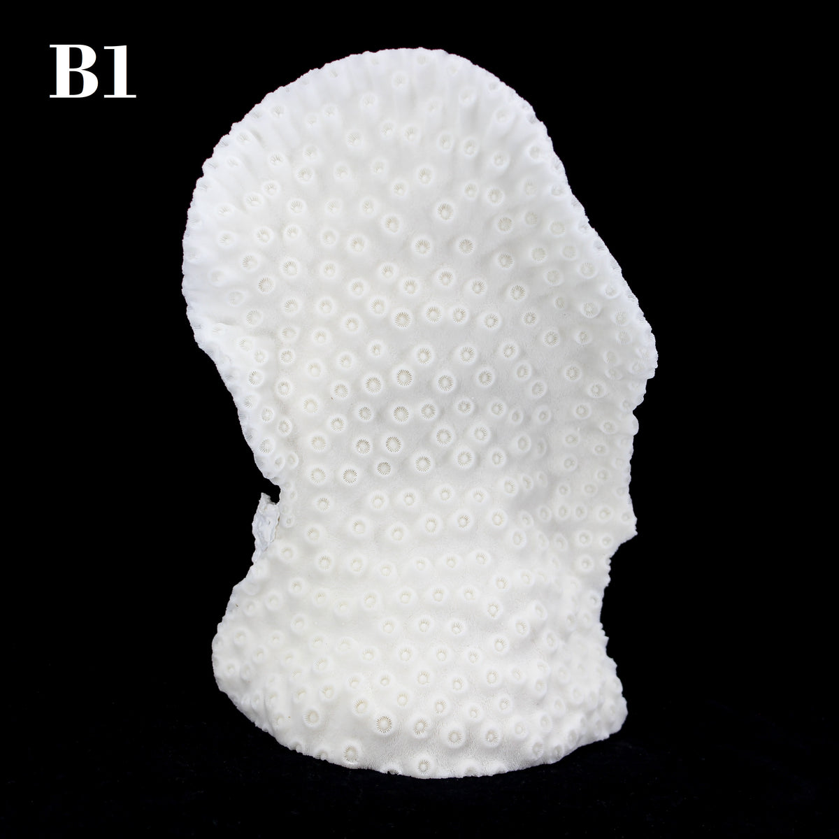 Cup Black Coral 7-10"
