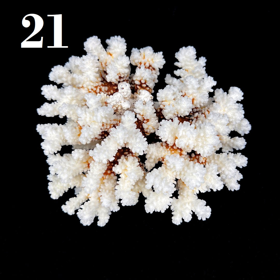 Brownstem Coral 7-10"