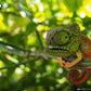 EUGY Jungle