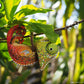 EUGY Jungle