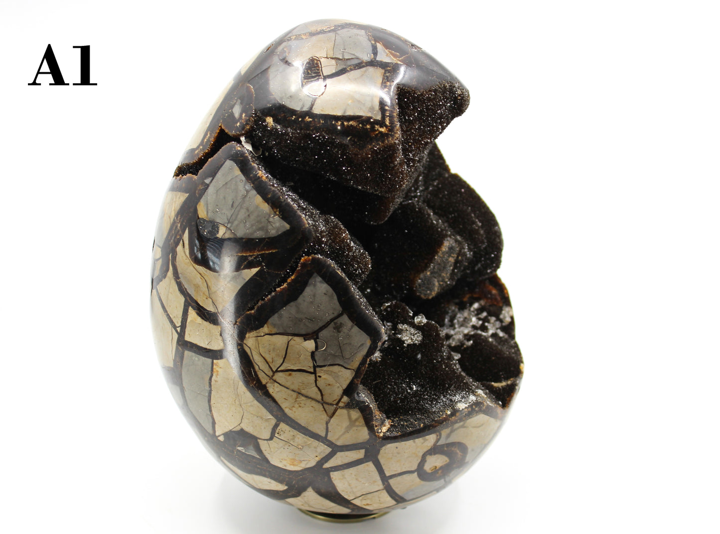 Septarian Dragon Egg 8-10"