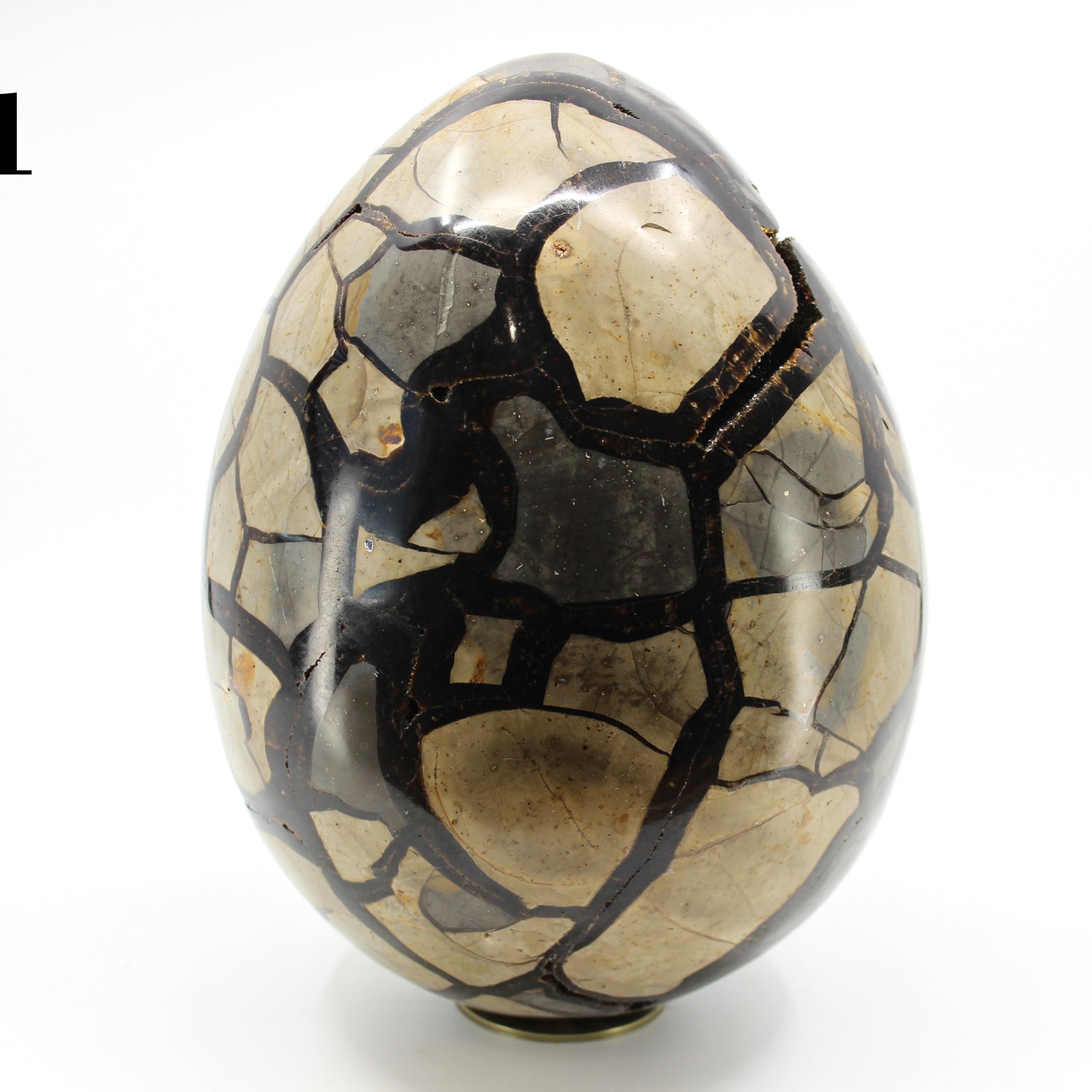 Septarian Dragon Egg 8-10"