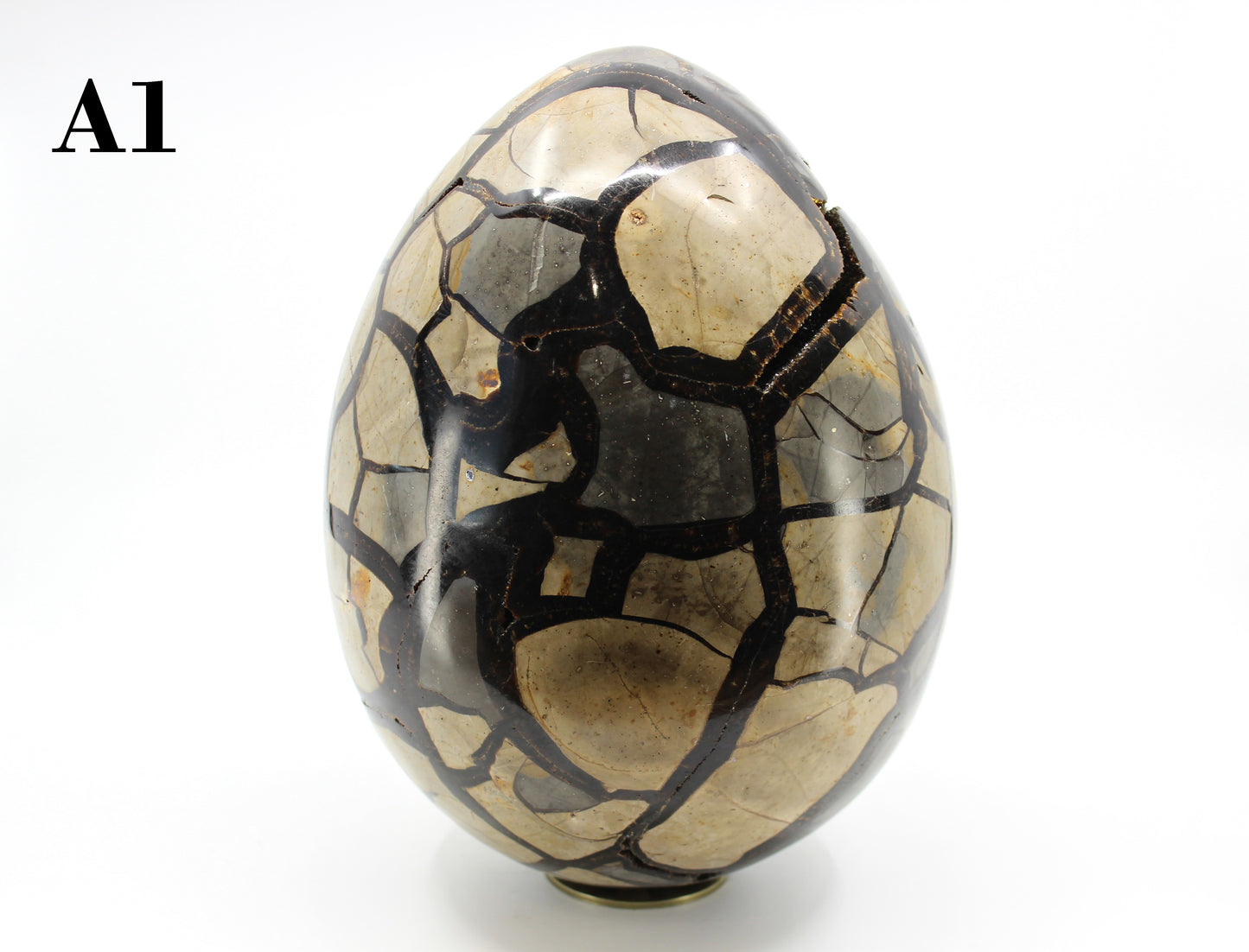 Septarian Dragon Egg 8-10"