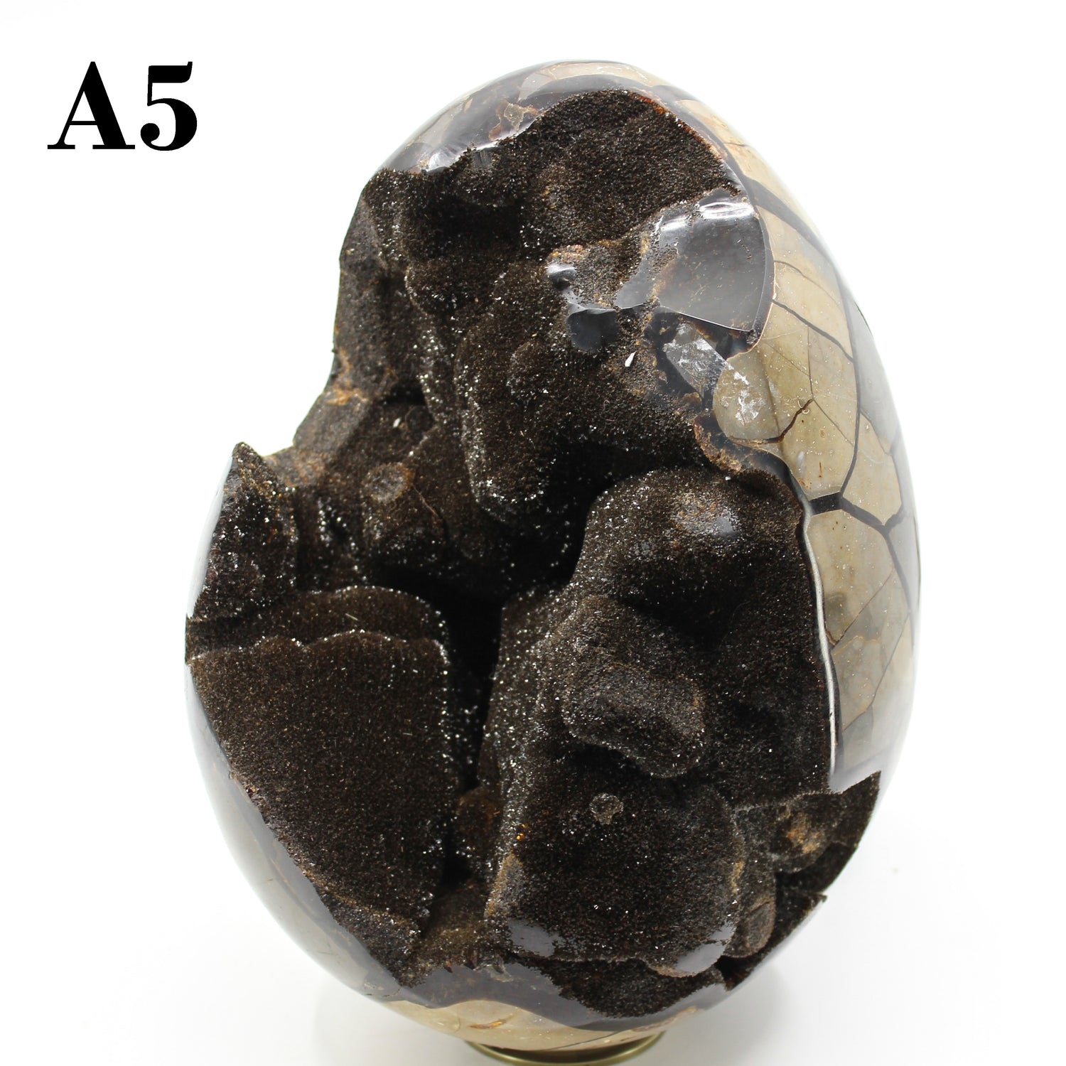 Septarian Dragon Egg 8-10"