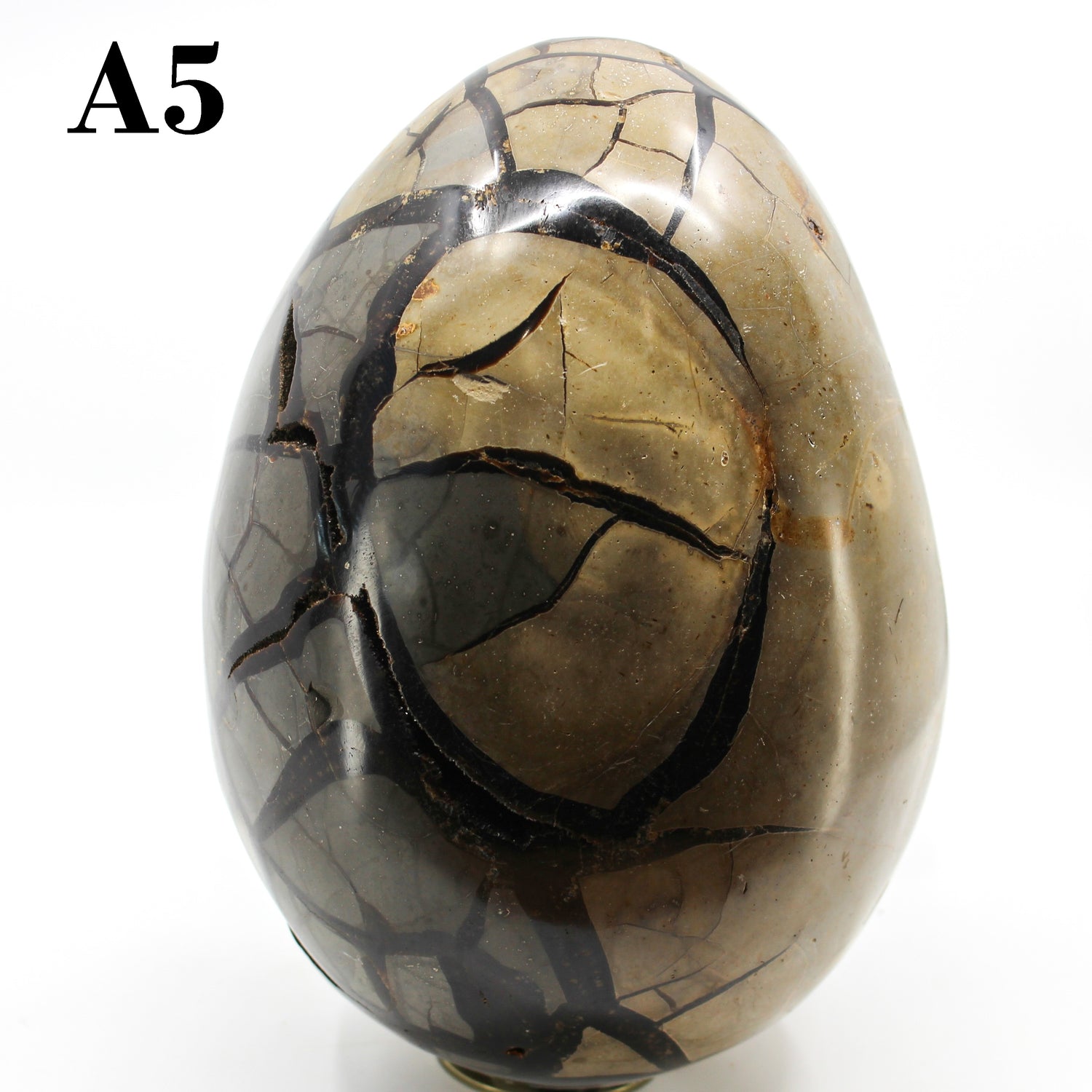 Septarian Dragon Egg 8-10"