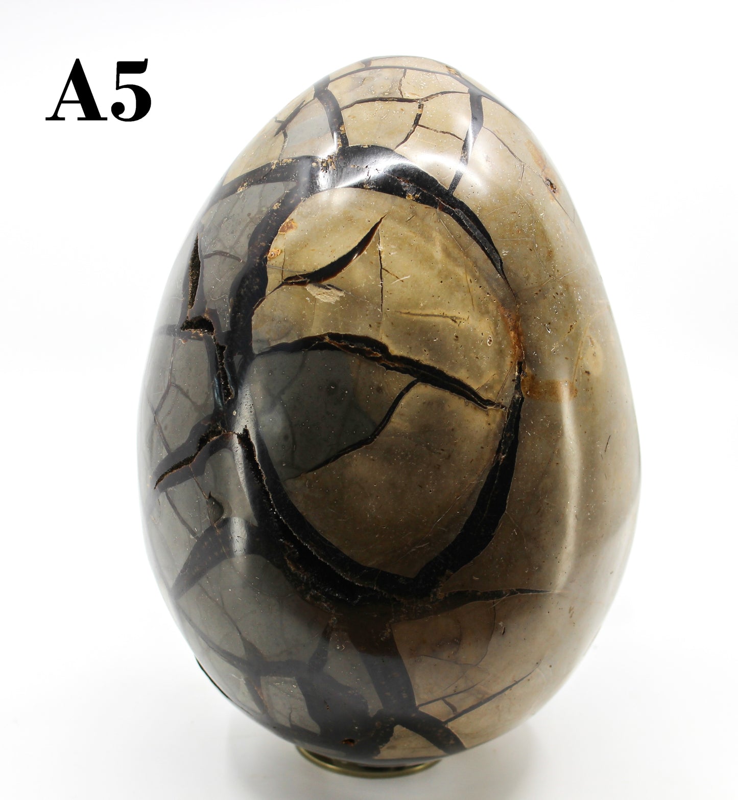 Septarian Dragon Egg 8-10"