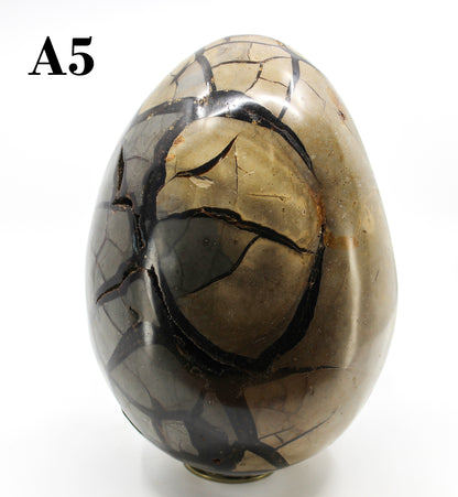 Septarian Dragon Egg 8-10"