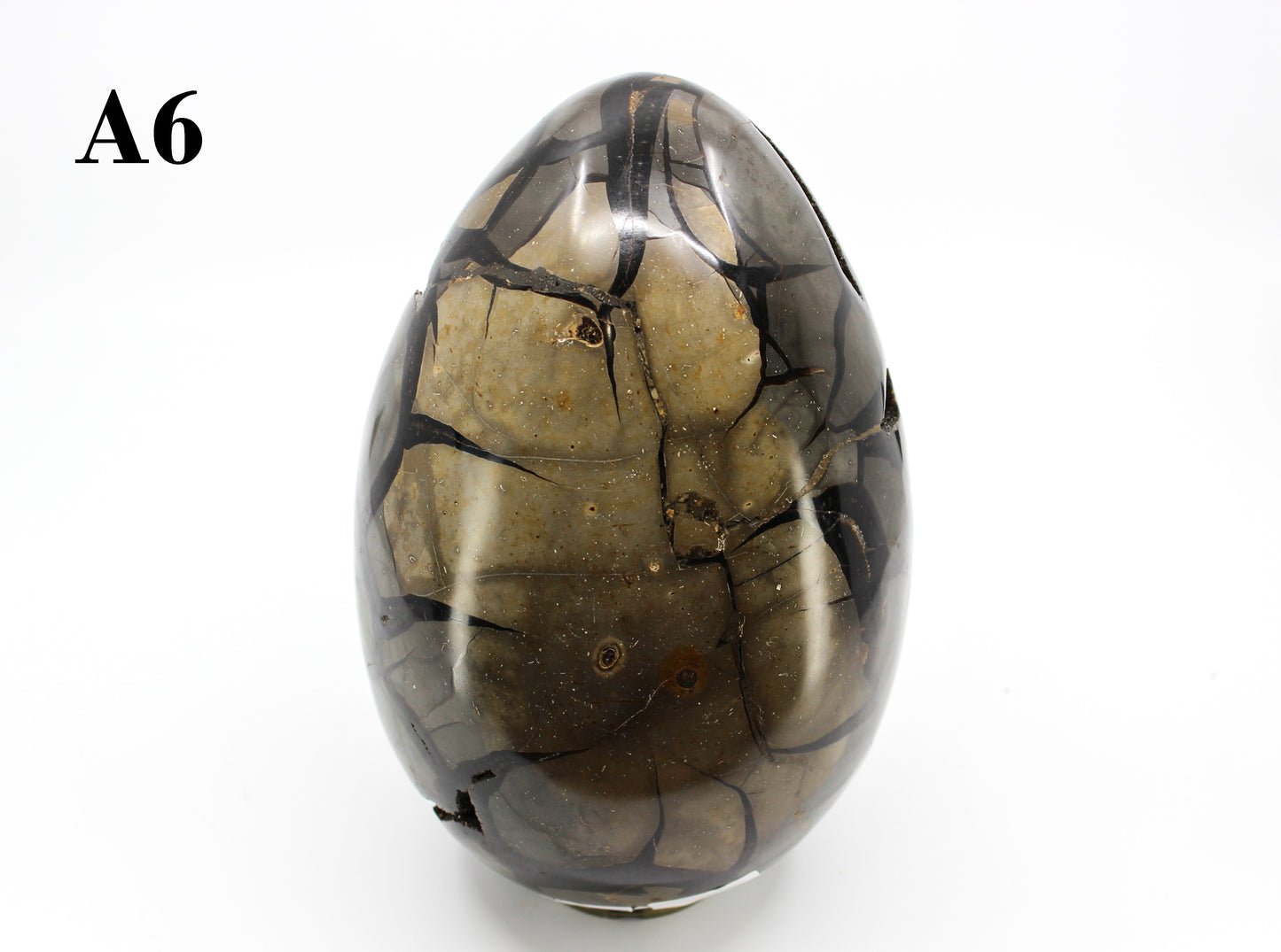 Septarian Dragon Egg 8-10"