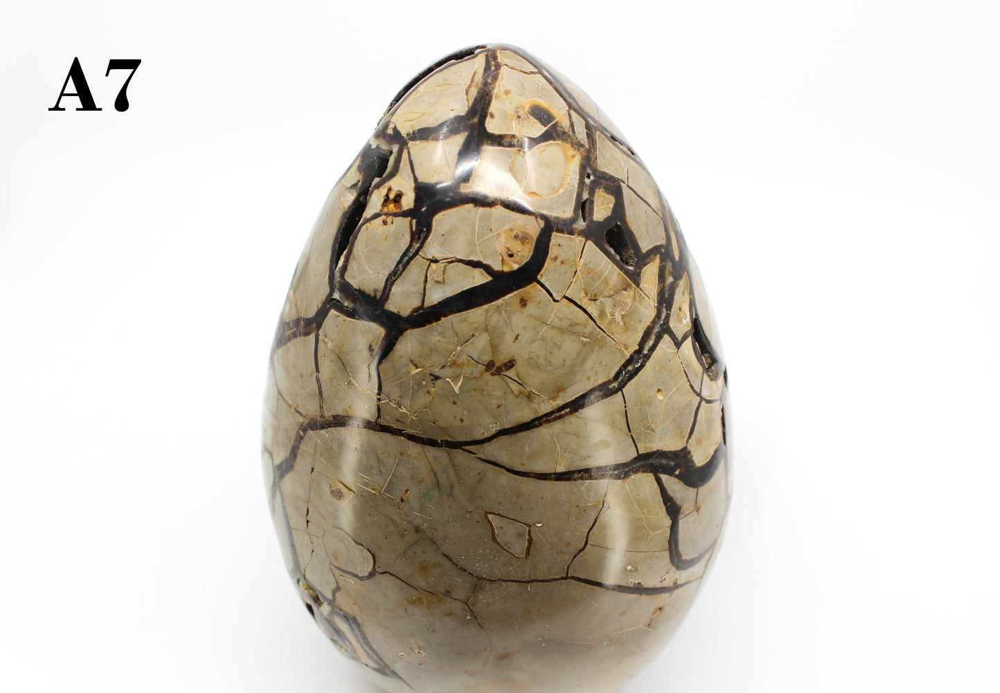 Septarian Dragon Egg 8-10"