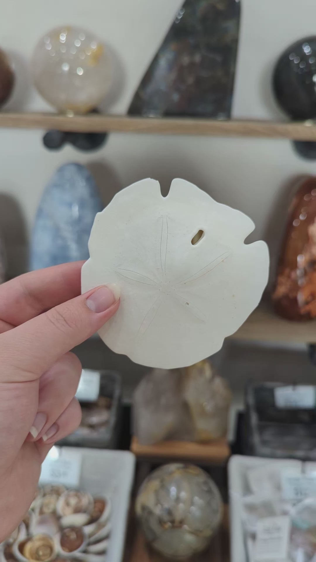 Florida Arrowhead Sandollar