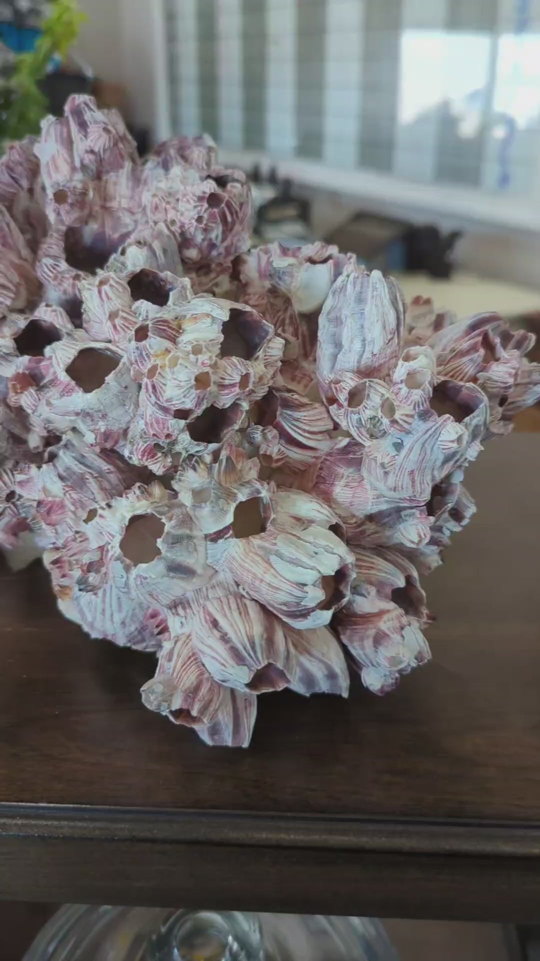 Barnacles 14-18"