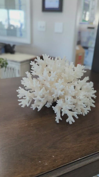 Lace Coral 3-5"