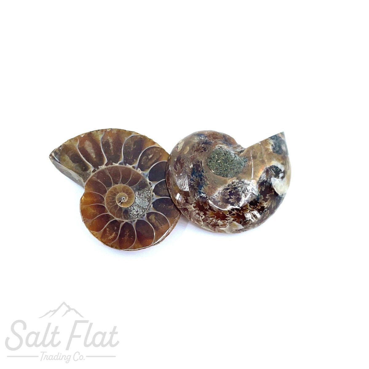 Friendship Fossils