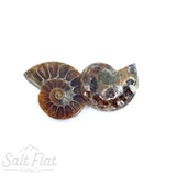 Friendship Fossils