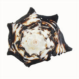 Black Murex 3-4"