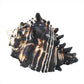 Black Murex