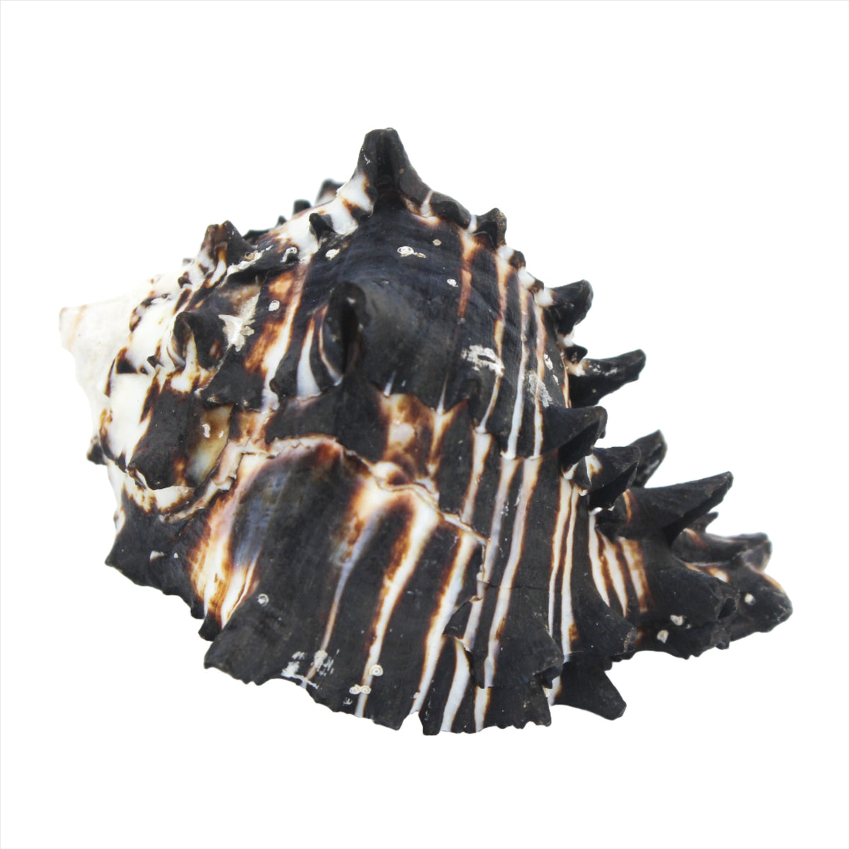 Black Murex 3-4"
