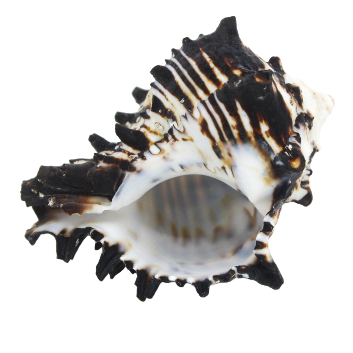 Black Murex 3-4"