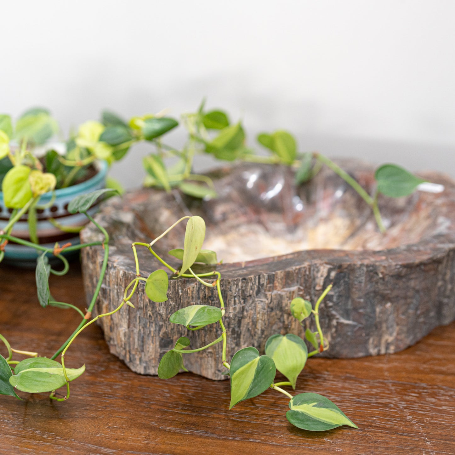 Extra-Large Petrified Wood Bowl